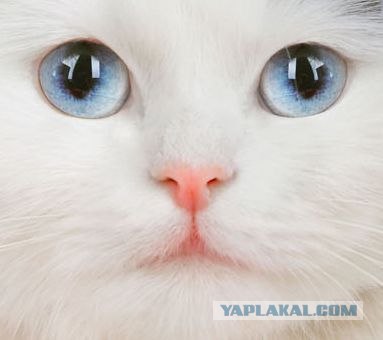 Так посмотрели, что забыл за чем пришел...