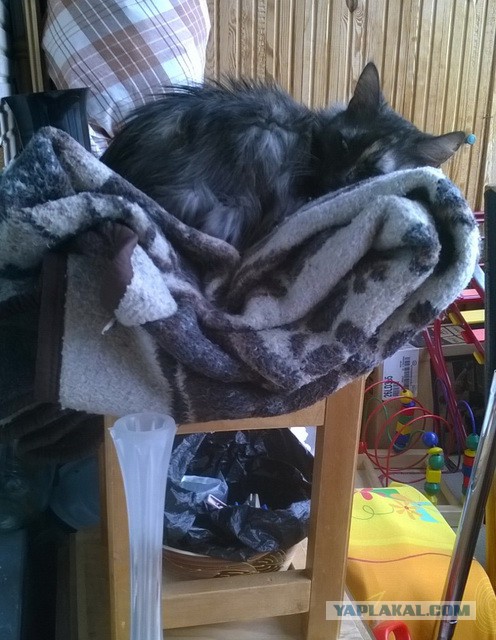 Котовторник 03.11.2015