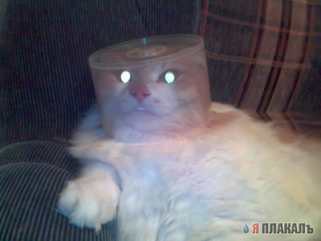 Коты, кошки, котята
