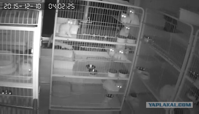 За что я люблю китайцев