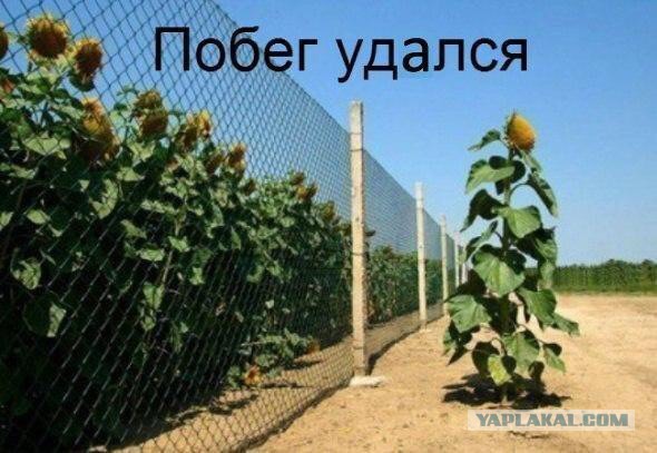 Забавные картинки из Сети