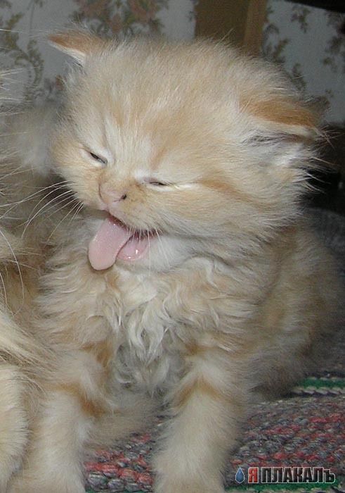 Коты, кошки, котята