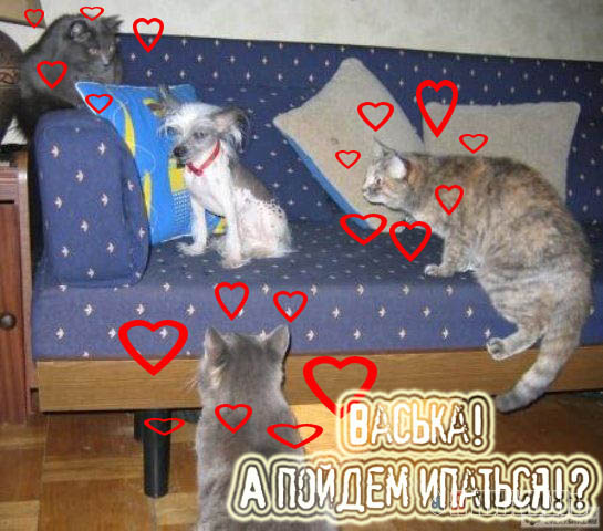 Попался Тузег