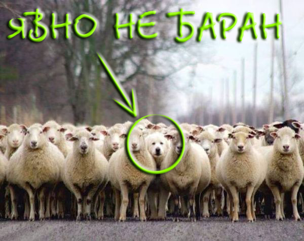 Моменты, запечатлённые на фото и просто позитив