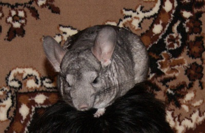 Не берите шиншилл