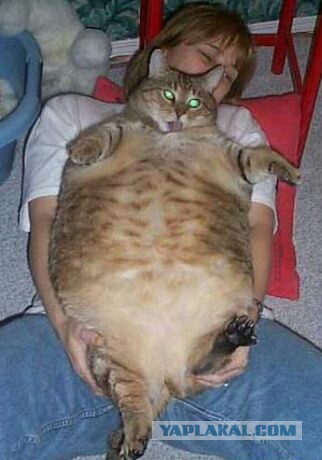Ну, очень нервная кошка.