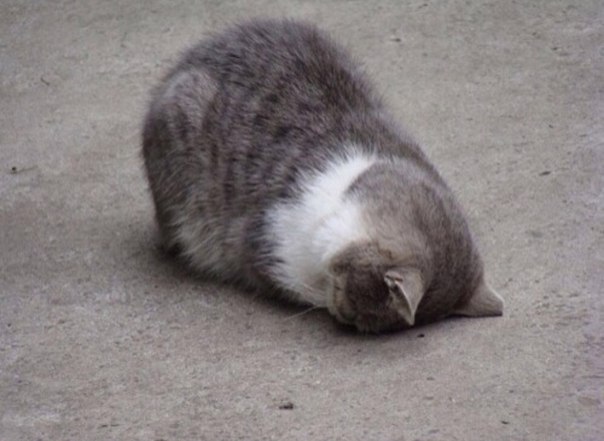Мохнатые беспредельщики