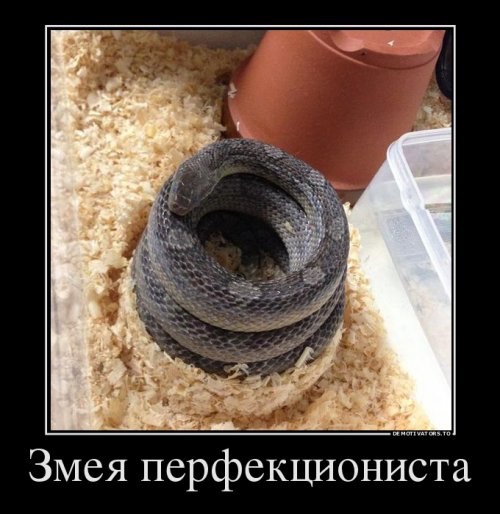 Рай перфекциониста