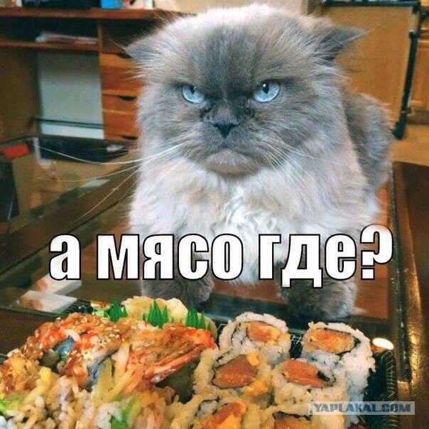 Кото-вторник 24 Мая 2016го :)