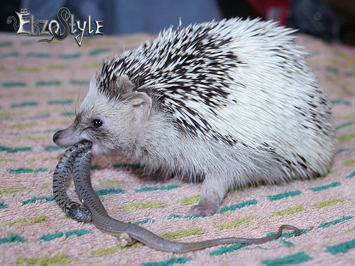 Как сегодня моего ребенка психолог тестировал