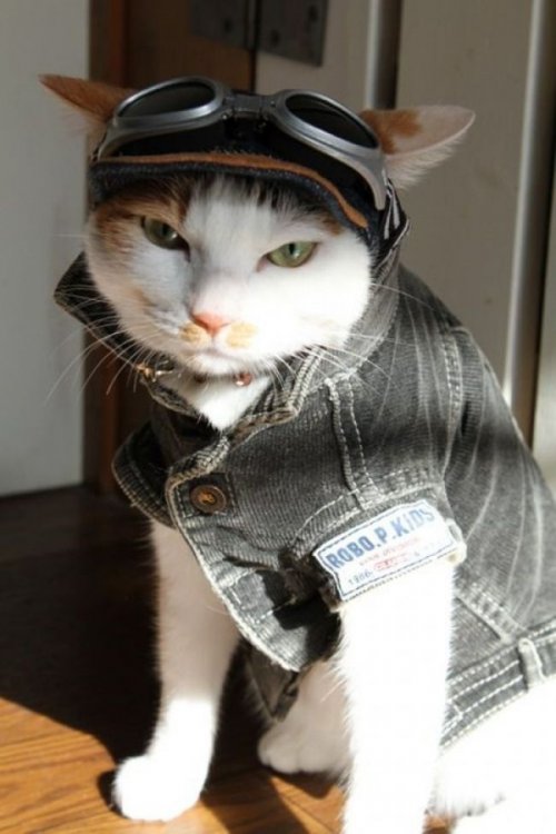 Коты из сети