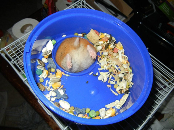 10 самых забавных животных-неудачников на свете.