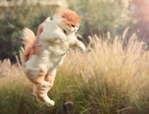 Коты и Кошки