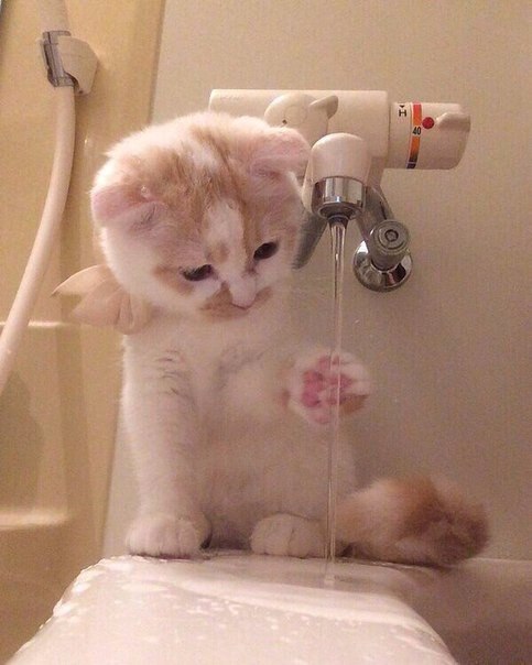 Коты и Кошки