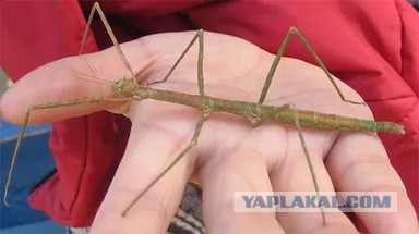 Глядя на неё понял - надо накормить