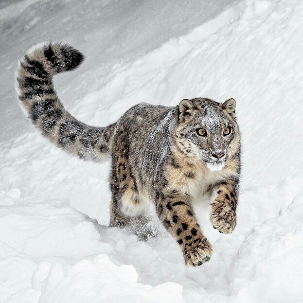 Живность из сети