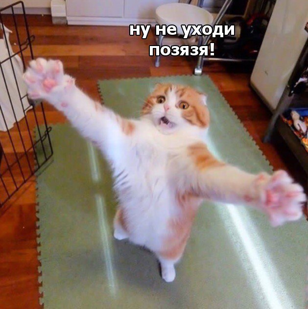 Коты и Кошки