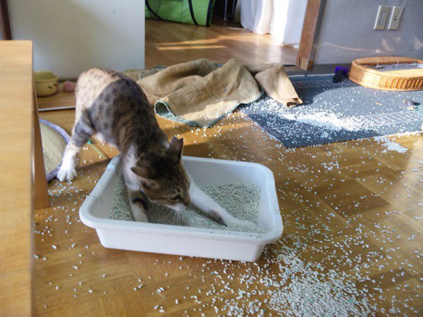 Коты и Кошки