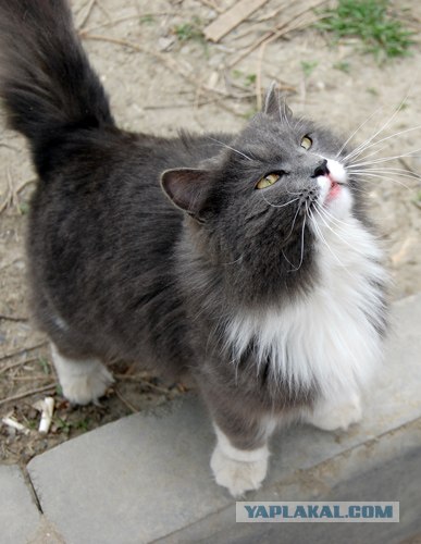 Котовторник (13.01)