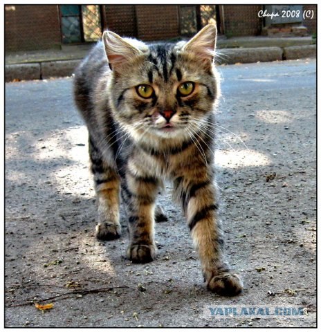 Котовторник ужасов (36 фот)