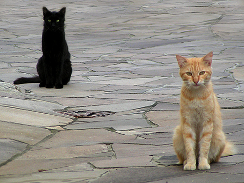 Котовторник Вместе