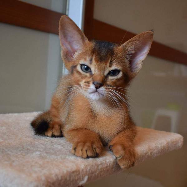 Прикольных котов пост