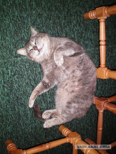 Котовторник: Кошки и ягнёнок