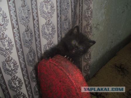 Сонный Котовторник