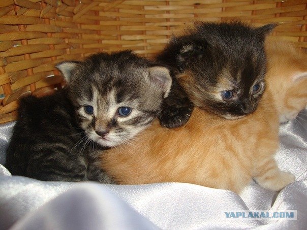 Котовторник 22.11.11