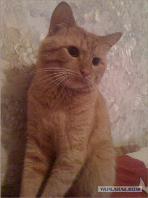 Котовторник 27.12.11