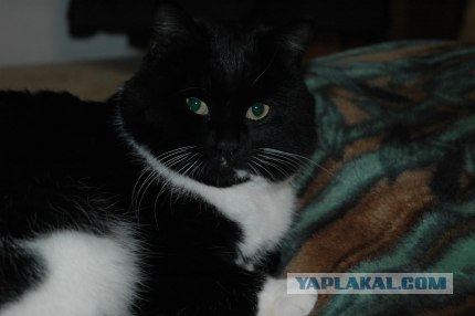 Котовторник (10.01.2012)