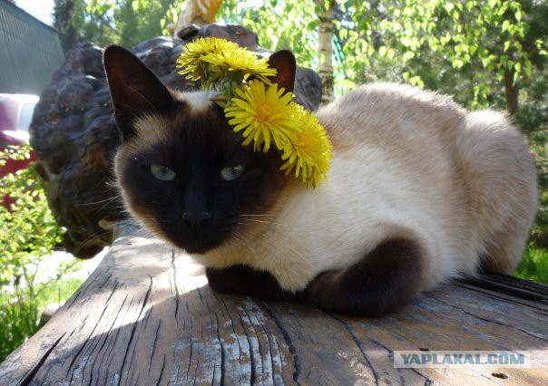 Мой кот