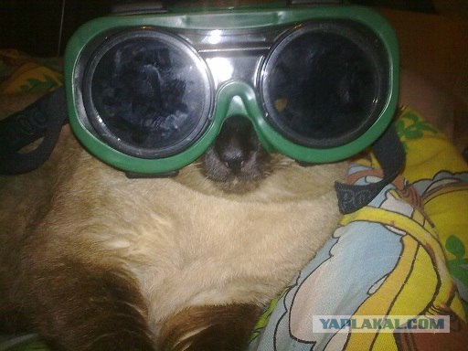 Котовторник (14.02.2012)
