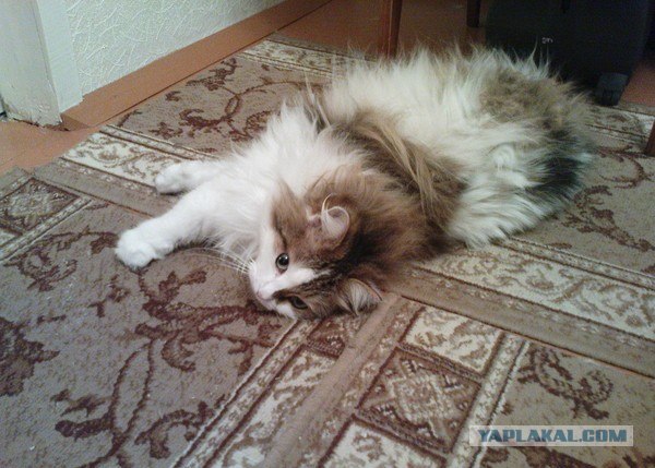 Котовторник! 13.03.2012