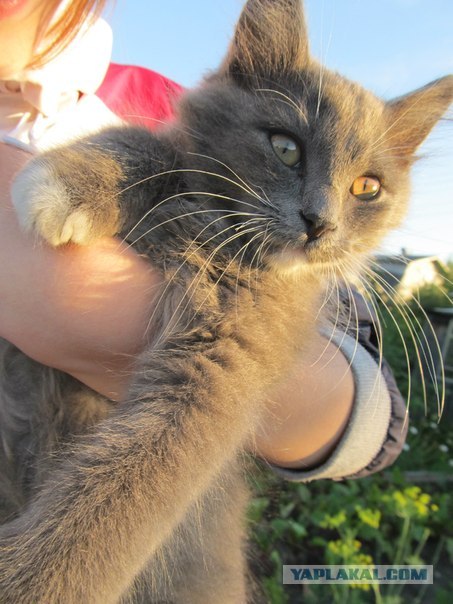 Котовторник  21.08.12