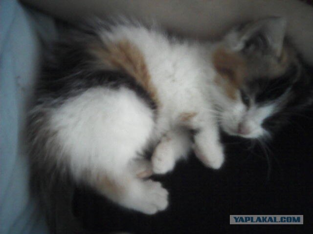 Котовторник  16.10.12
