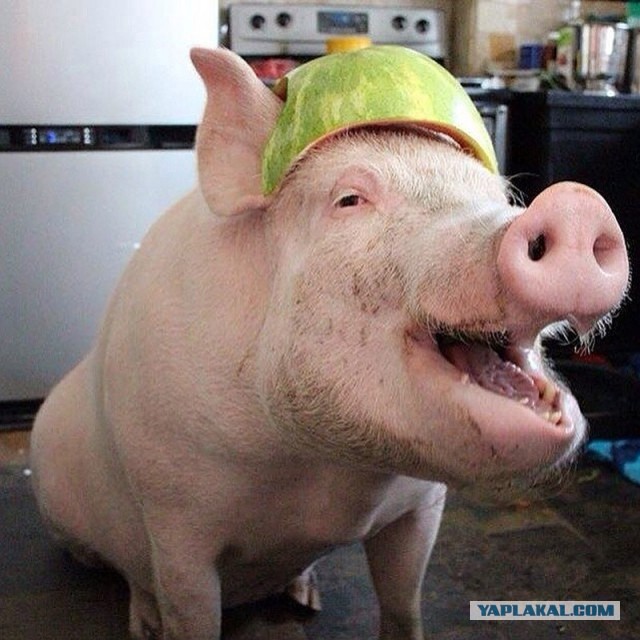 А давайте попробуем разобраться, за что многие так ненавидят отечественных "звёзд"