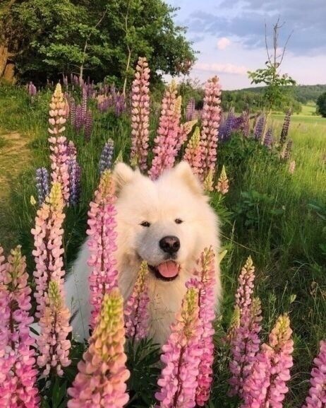 Живность из сети