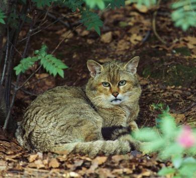Дикий котовторник 20.08.19