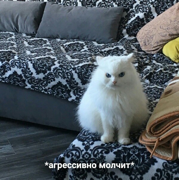 Мне кажется, или в кота кто–то вселился?