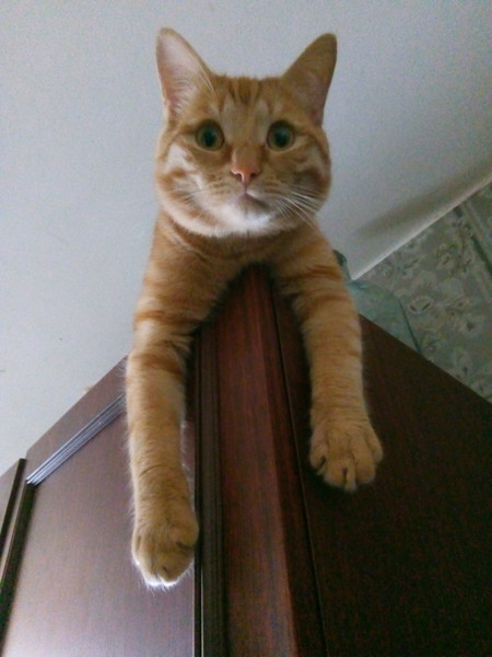 Вторник-кото