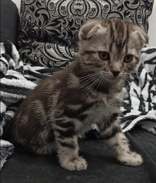 Мой красавец