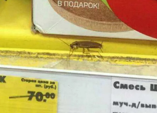 Британских школьников будут кормить насекомыми в рамках эксперимента по подготовке к продовольственному кризису на планете