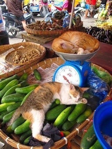 С котовторником ЯПовцы