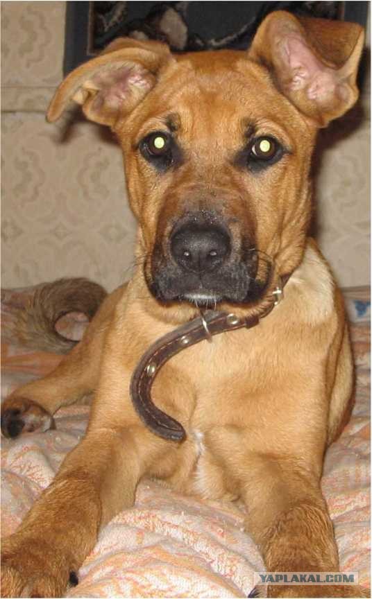 Человек и собака