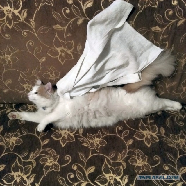 А как спят ваши питомцы?