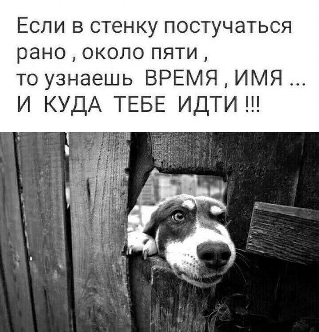 Пятничные бояны