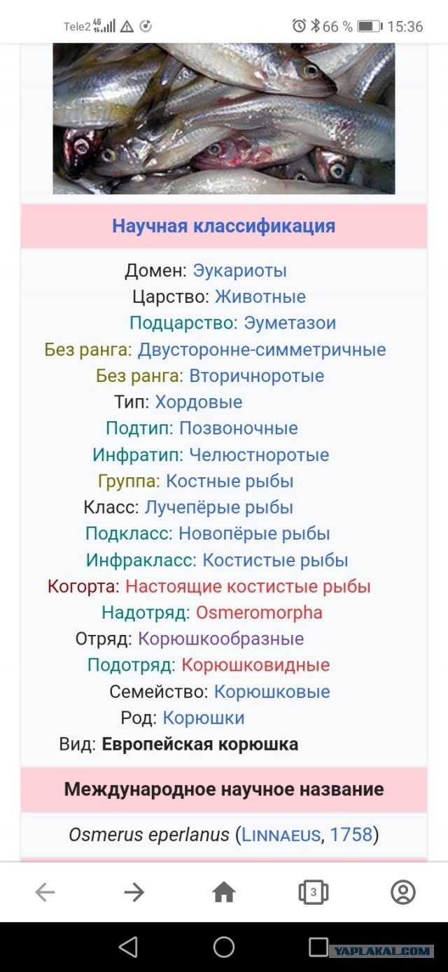 Два Лёхи. На рыбалке