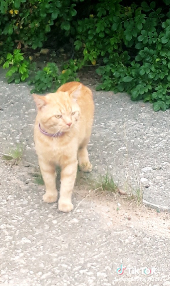 Производственный кот