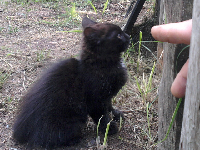 Котовторник   27.08.2013